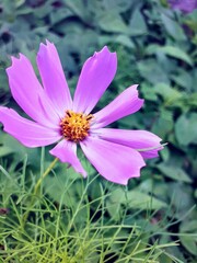 Fototapeta premium purple and yellow flower