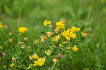 Obraz premium Bergblumen