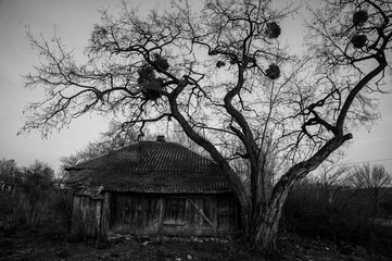 old barn in the woods