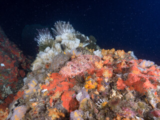 Bearded scorpionfish camouflaging to corals (Mergui archipelago, Myanmar)