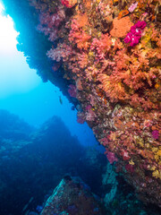 Fototapeta na wymiar Underwater wall fully covered with corals (Mergui archipelago, Myanmar)