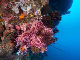 Pink gorgonian coral and Feather stars (Mergui archipelago, Myanmar)