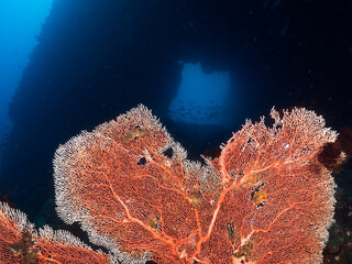 Gorgonian seafan and underwater cave behind (Mergui archipelago, Myanmar)