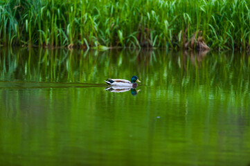 duck on the lake