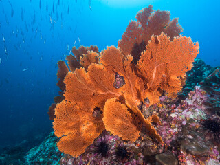 Bunch of Gorgonian seafan (Mergui archipelago, Myanmar) © Mayumi.K.Photography