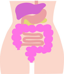 消化器官ウエストイラスト