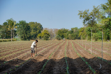 Indian labor working at tomato agriculture field
