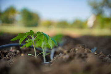 Tomato plant at agriculture field