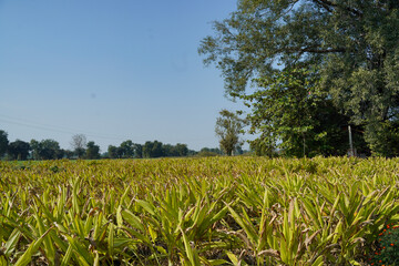 Beautiful landscape view of turmeric field.S