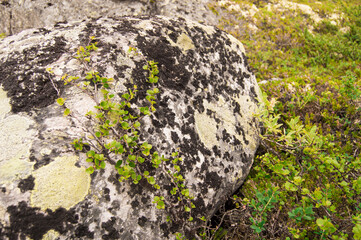 wood on stone
