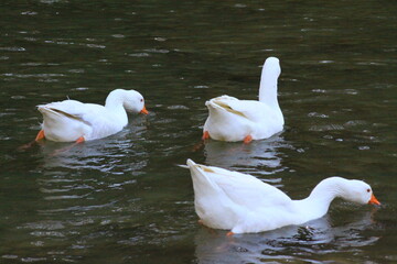 hermoso patos blancos bañandose en el rio y nadando