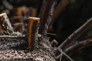 Deforestation 