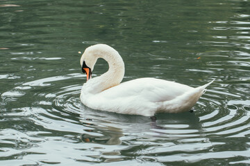 White swan on the pond © olgalisa88