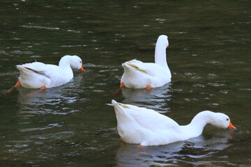 hermoso patos blancos ba&ntilde;andose en el rio y nadando