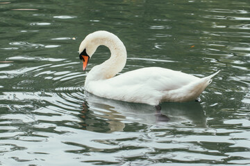 White swan on the pond