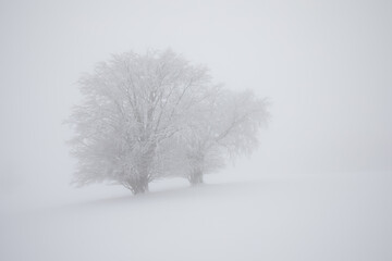 Lonely Winter Tree. Sweet Solitude. Cold and Cloudy day with much snow in the Washington, USA.
Blizzard and fog in east coast.
Winter snow blizzard in tree forest as nature danger weather. Snowstorm