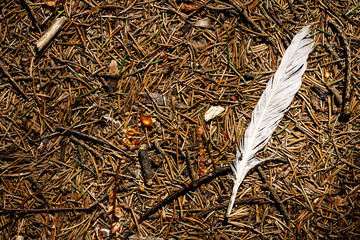 White feather on a forest ground