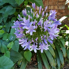 agapanthus