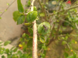 House Fly on the Leaf 