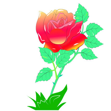Red rose on stem, petals and leaves, flower - color cartoon illustration.