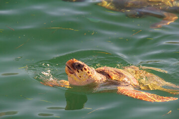 Loggerhead Turtle swimming in clear blue water
