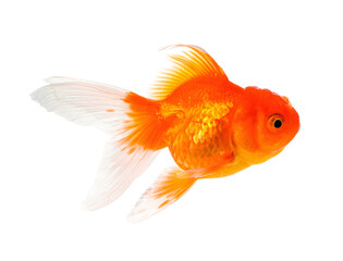 Gold Fish Isolated on White Background