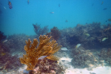 Fototapeta na wymiar Coral Reef and Tropical Fish in the azure transparent water