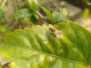 House Fly on the Leaf 