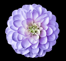dahlia flower purple. Flower isolated on the black background. Close-up. Nature.   