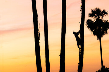 Farmers climb on sugar plam tree in sunset,silhouette.