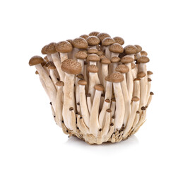 brown beech mushroom, Shimeji Mushrooms on white background