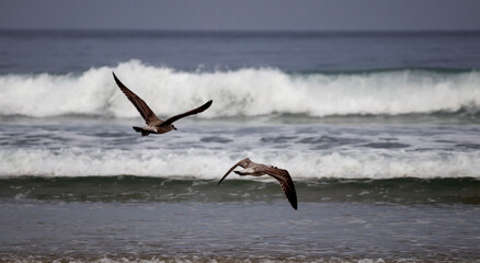 Fototapeta premium seagull flying over the sea