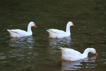 hermoso patos blancos bañandose en el rio y nadando