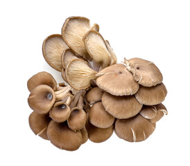 Oyster mushrooms on a white background