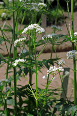 Valerian