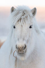 Close up portrait of a Yakut furry horse. White Horse's head close upClose up portrait of a Yakut furry horse. White Horse's head close up - 405486422