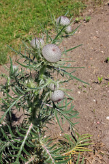 Cirsium eriophorum