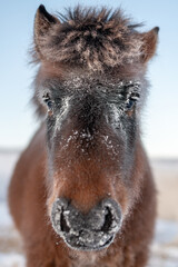 Close up portrait of a Yakut furry horse. Brown Horse's head close up - 405486601