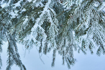 A natural branch of the Christmas tree with snow in the forest in winter, a side view, a close-up.