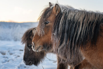 Close up portrait of a Yakut fluffy horses - 405486674