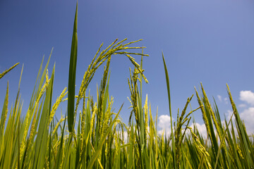 green rice and blue sky