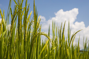green rice and blue sky with cloud background