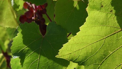 Sunlight on jagged edges and leaf veins against blurred background of grape bunch and green foliage. Sunny day at vineyard in viticulture harvest time