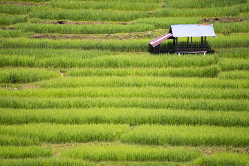 landscape in the mountains green rice field