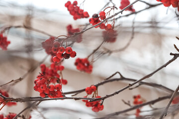 red berries in snow