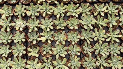 Growing succulents in a plant greenhouse