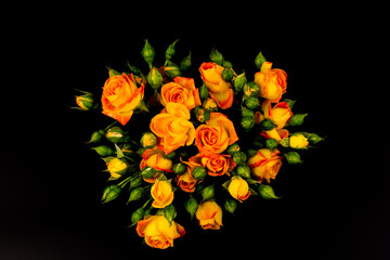 Beautifull orange roses isolated on black background. Copy space