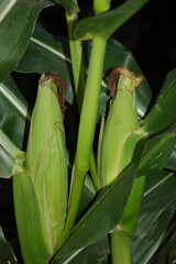Obraz premium Close up of two ears of corn before harvest