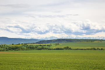 Wheat field in the spring and mountain with snow in the background.