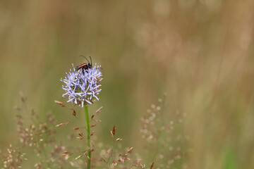 rote Käfer auf lila Blüte zwischen Gräsern